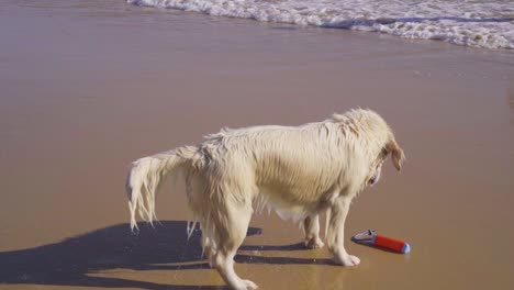 Cámara-Lenta-Mojado-Perro-Animal-Playa-Juguete-Arena-Agua-Dueño