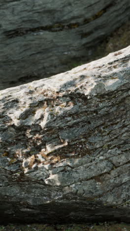 close-up of rough grey rock texture