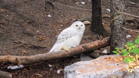 while on the ground, a snowy owl watches intently for prey