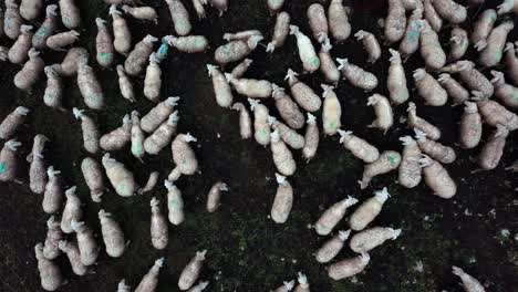 Top-view-of-Sheep-flock-grazing-on-the-edge-of-Fedaia-Dam-lake-in-the-Dolomite-mountain-area-of-northern-Italy,-Aerial-drone-pan-right-lift-reveal-shot
