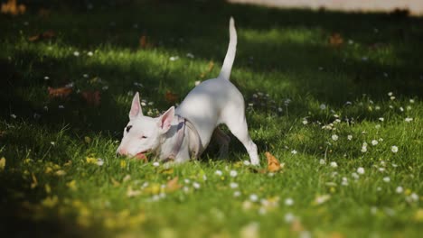 白色的迷你牛犬在绿色的草坪上愉快地玩着粉红色的<unk>球