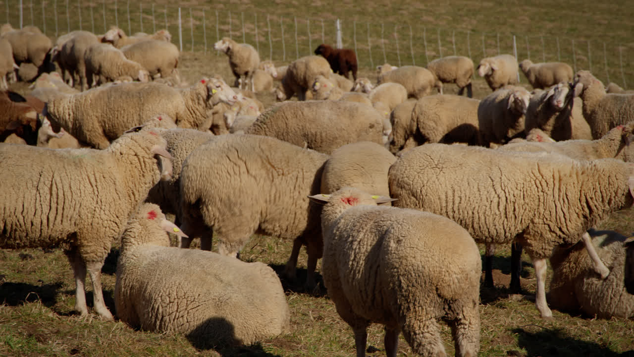 rebaño de ovejas de pie en un pasto estrecho