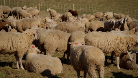 flock of sheep standing on a narrow pasture