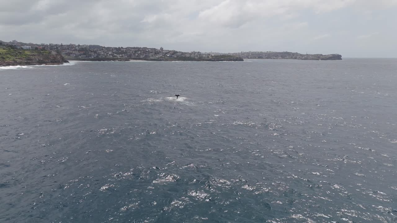 Epic Aerial Drone Footage of Two Humpback Whales Breaching Near Sydney's Coastline