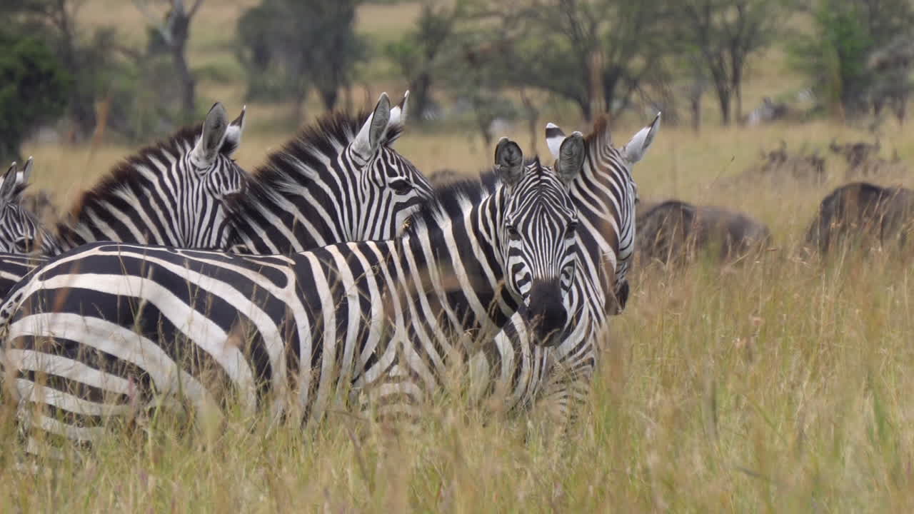 Primo piano di una famiglia di zebre che mangia erba nella savana africana, alzando la testa una ad una e guardando la telecamera