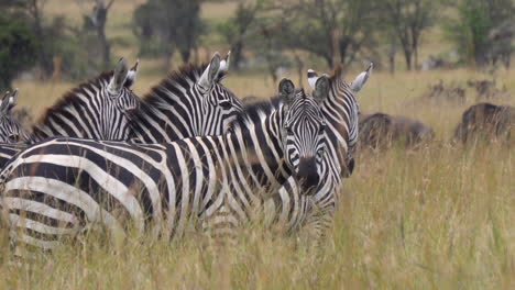 close up of zebra family eating grass in african savanna, pulling up heads one by one and looking at camera