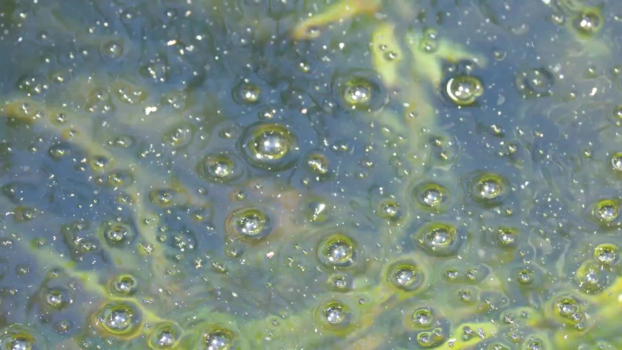 Inquadratura statica dall'alto di bolle d'aria che risalgono attraverso alghe verdi in uno stagno d'acqua dolce.