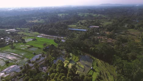 Vista-Aérea-De-Una-Plantación-De-Arroz-En-Indonesia-Llena-De-Agua-En-La-Temporada-De-Verano---Ubud,-Bali---Indonesia