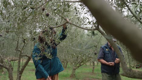 people harvest ripe olives by hand in a traditional orchard, embracing sustainable agriculture and the beauty of mediterranean farming