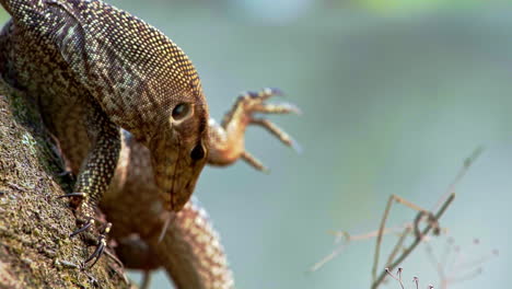 Asian-water-monitor-lizard-on-tree-raising-its-hind-leg,-licking-it