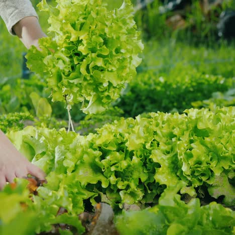 pluck fresh lettuce leaves on the bed