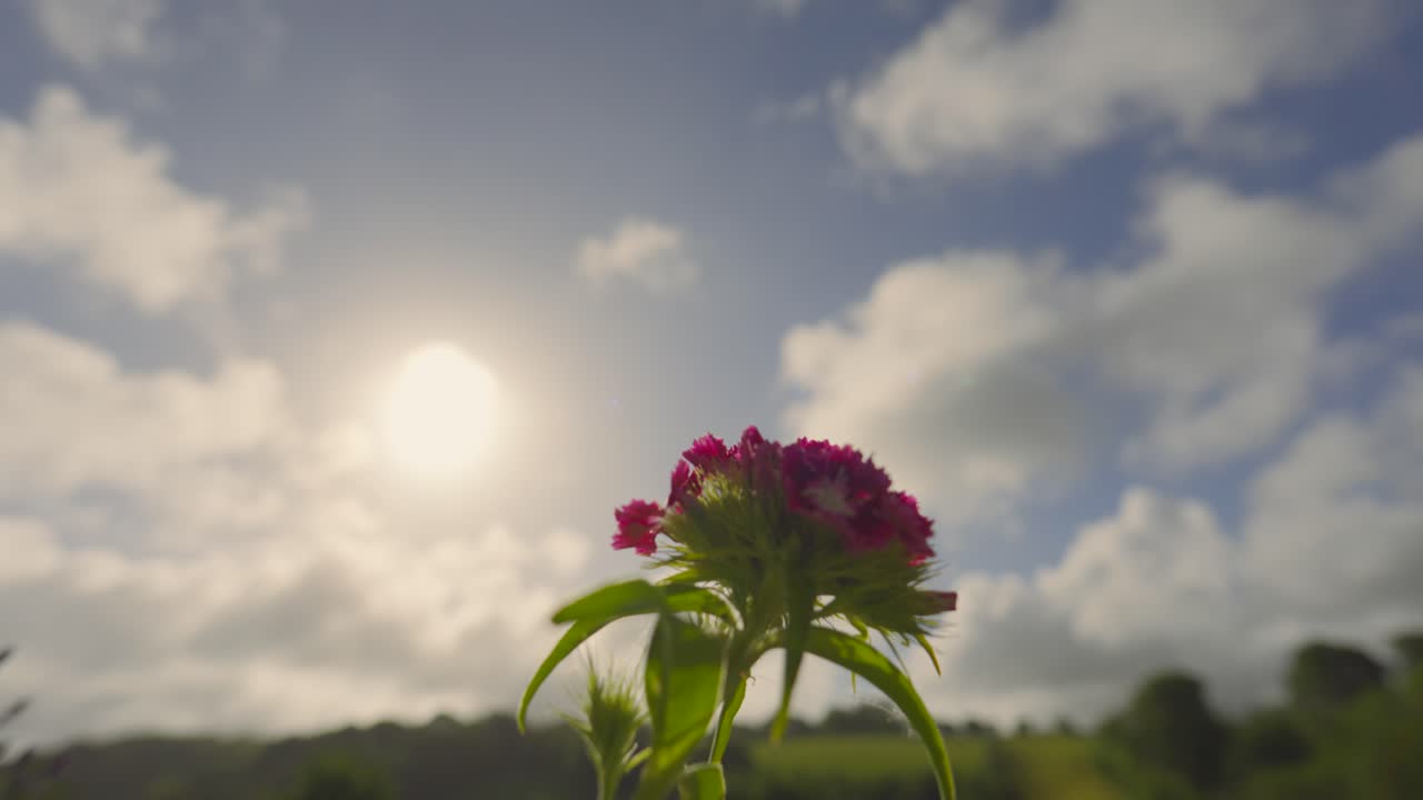 Timelapse of Clouds Passing in Background with Purple Flower Plant Photosynthesizing in Bright Natural Sunlight. Nature Time Passing Concept.