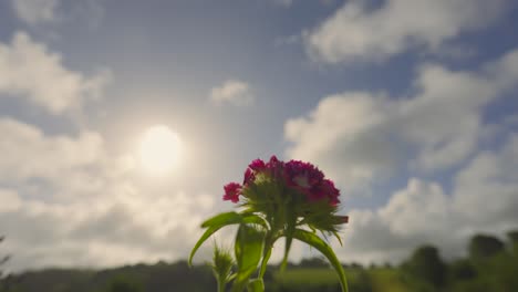 timelapse of clouds passing in background with purple flower plant photosynthesizing in bright natural sunlight. nature time passing concept.