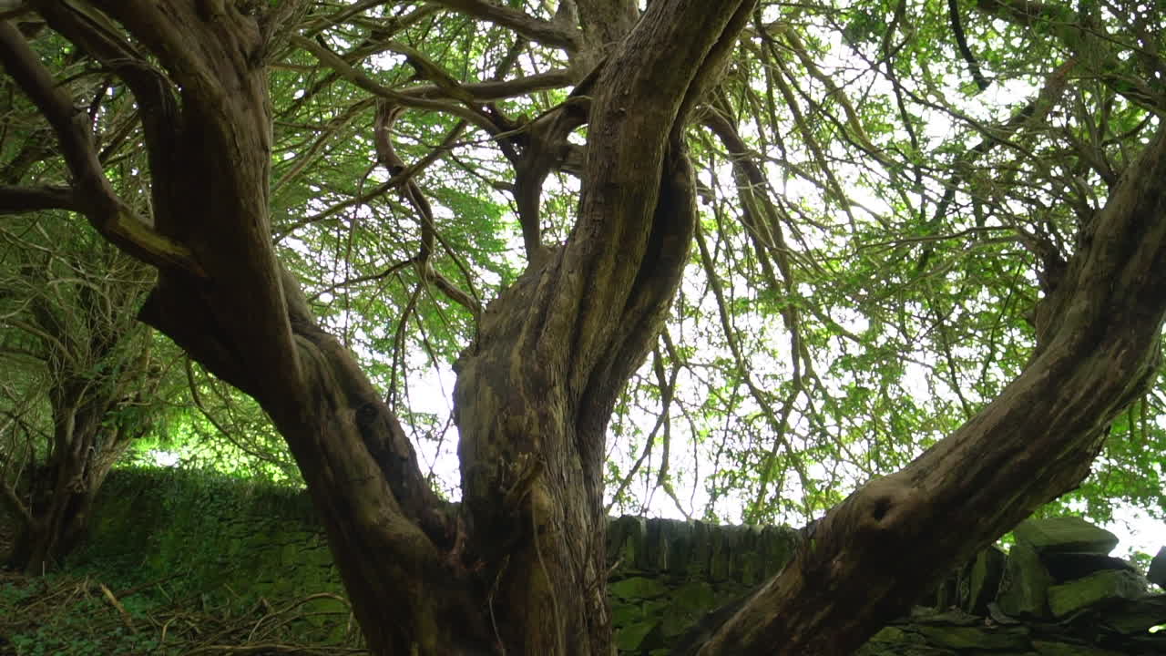 levantando un gigante árbol de tejo antiguo