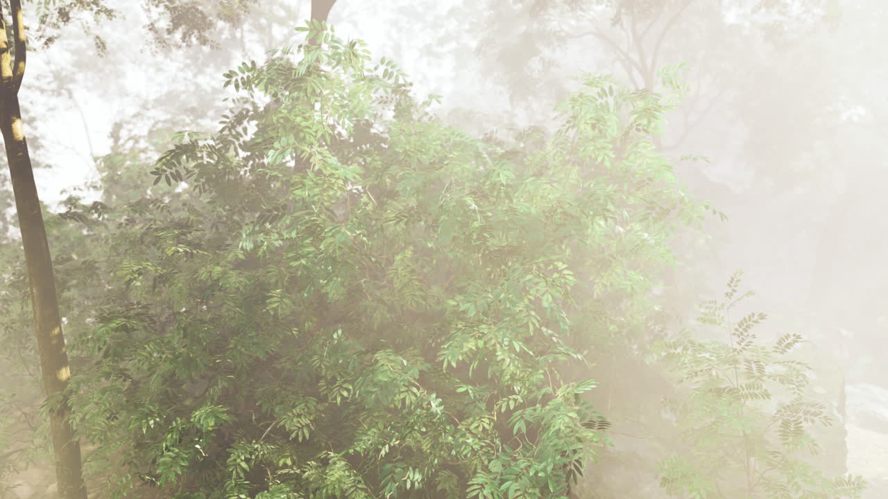 Lush green foliage surrounded by mist in a tranquil forest setting