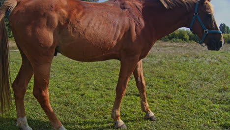 caballo marrón pastando hierba fresca