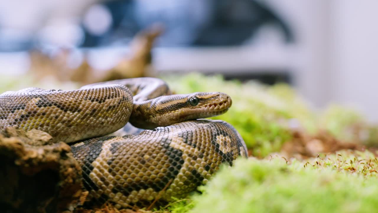 A close-up of a snake resting among green foliage, captured in slow motion