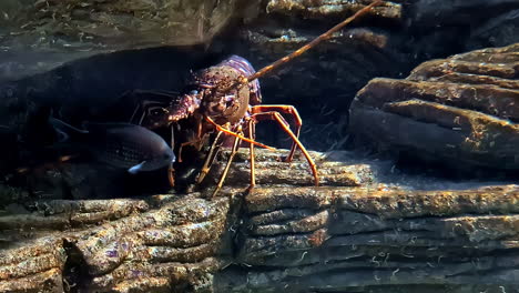 spiny lobster or palinurus elephas is a commonly found in the east atlantic ocean and the mediterranean sea