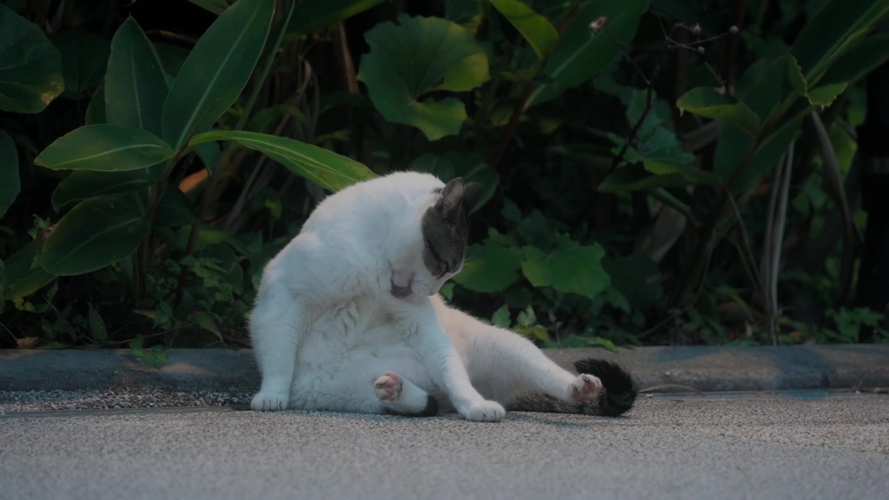 Inquadratura statica di un felino bianco e grigio che si toeletta accanto a piante tropicali.