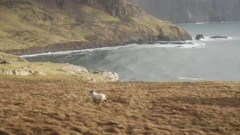 una oveja camina a lo largo de neist point, con olas chocando a lo largo del acantilado