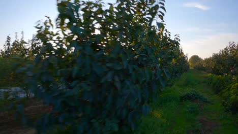 images of symmetrical trees in the orchard under the sun