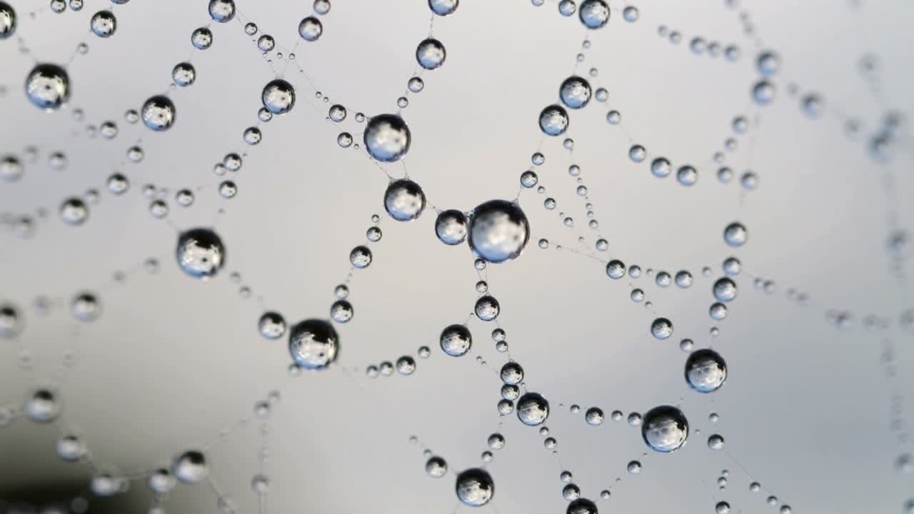 Glistening spider web showing tiny water droplets in garden at close range, silk threads