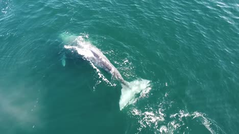 A-gray-whale-swimming-in-baja-california-sur,-mexico,-with-a-rainbow-gleam,-aerial-view