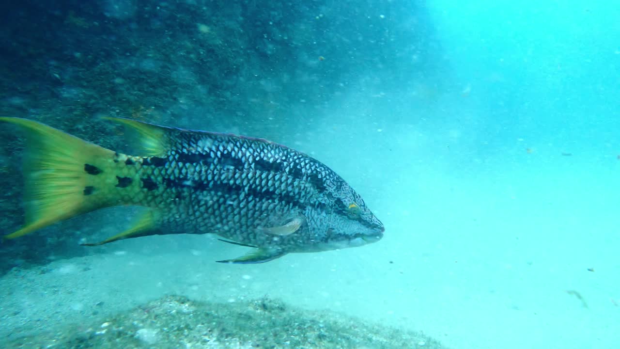Mexican Hogfish Initial Phase Swimming On Sandy Bottom Of Tropical Sea