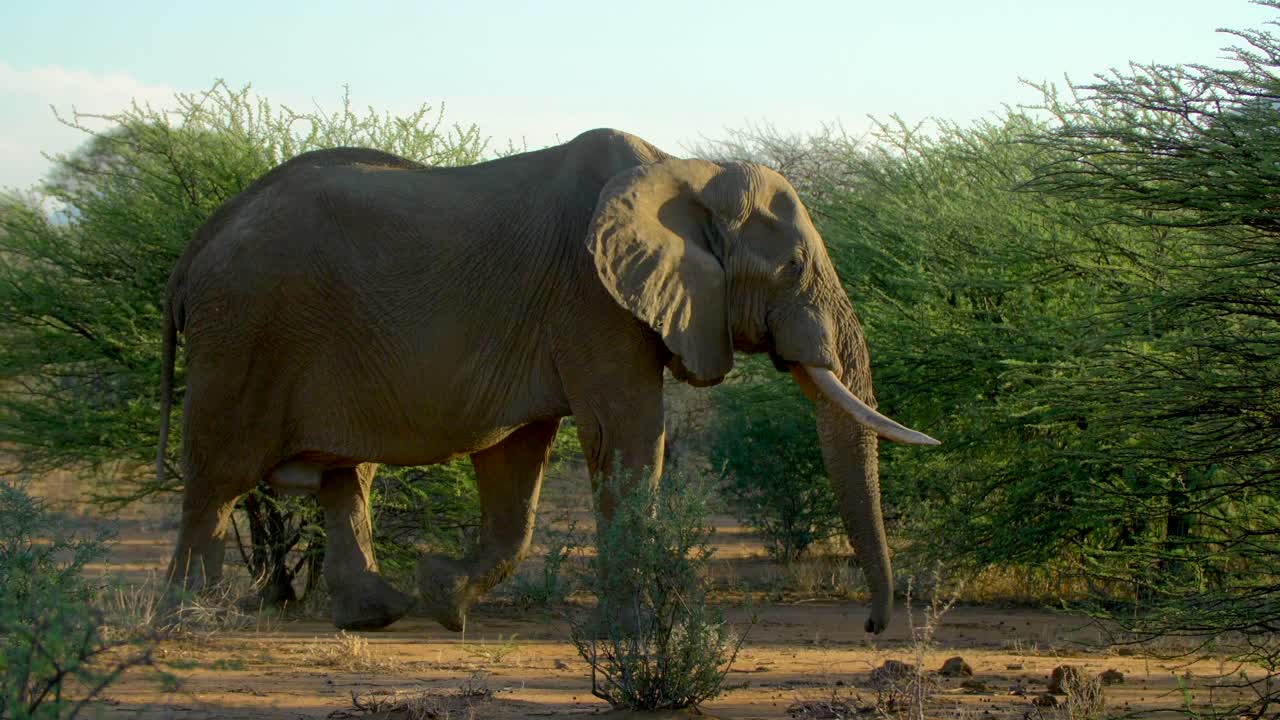 아프리카 코끼리가 푸른 사바나에서 먹이를 먹고 있습니다.