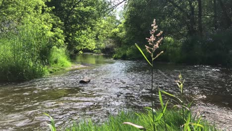 Wasser-Fließt-Flussabwärts-Mit-üppiger-Grüner-Vegetation-Und-Natürlicher-Erosion-In-Einer-Faszinierenden-Naturentspannungsszene