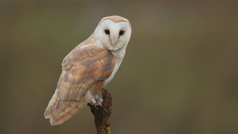 barn owl portrait