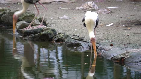 Openbill-Asiático-Con-Etiqueta-En-La-Pierna-Busca-Comida