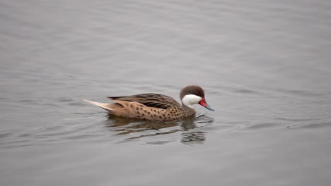 Weißwangen-Spintail-Ente,-Die-In-Zeitlupe-In-Einem-See-Schwimmt