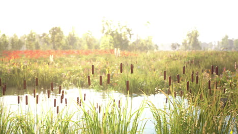 cattails and green grass by a pond