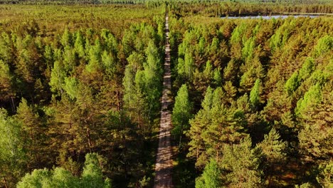 cinematic aerial footage of road cutting through bog forest in latvia, sunrise