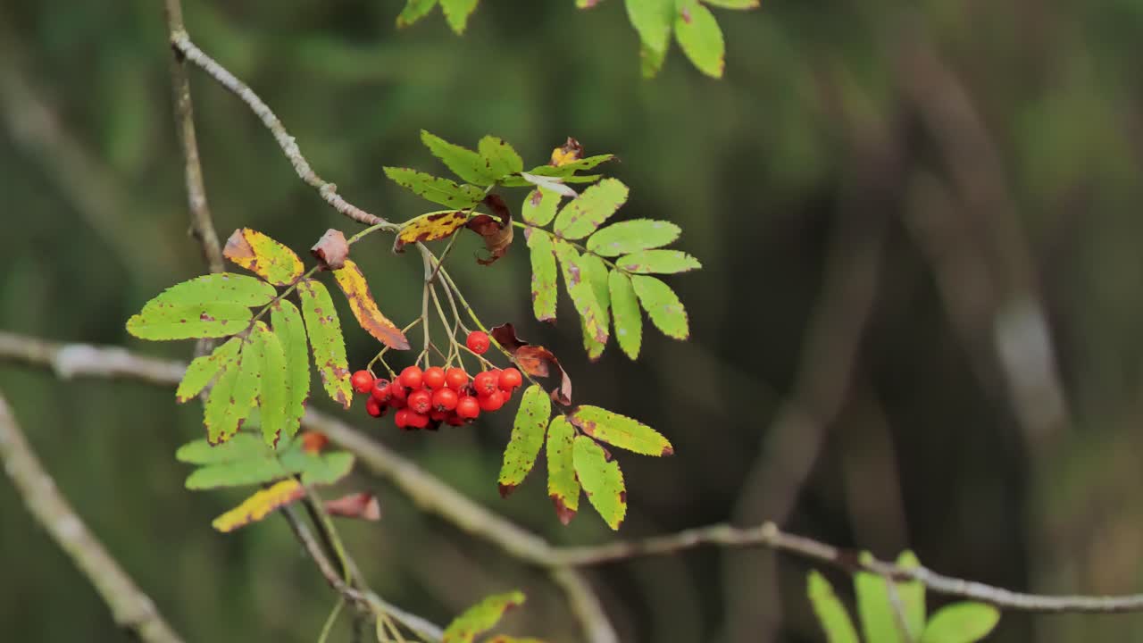 Focused rowan branch with mysterious background movement in the forest.