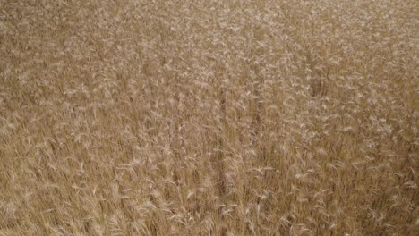 Traditionelles-Finnisches-Roggen-Landwirtschaftsfeld-In-Der-Nähe-Der-Antenne-Rückwärts