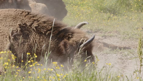 european bison wallow in dusty sand pit to seek relief from biting insects