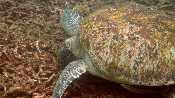 Close up of huge female old big sea turtle swimming in deep blue ocean among coral reef, feeding on corals. Close up. Ocean wildlife