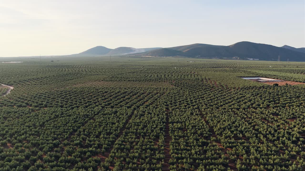 Vista aerea di un paesaggio di uliveto