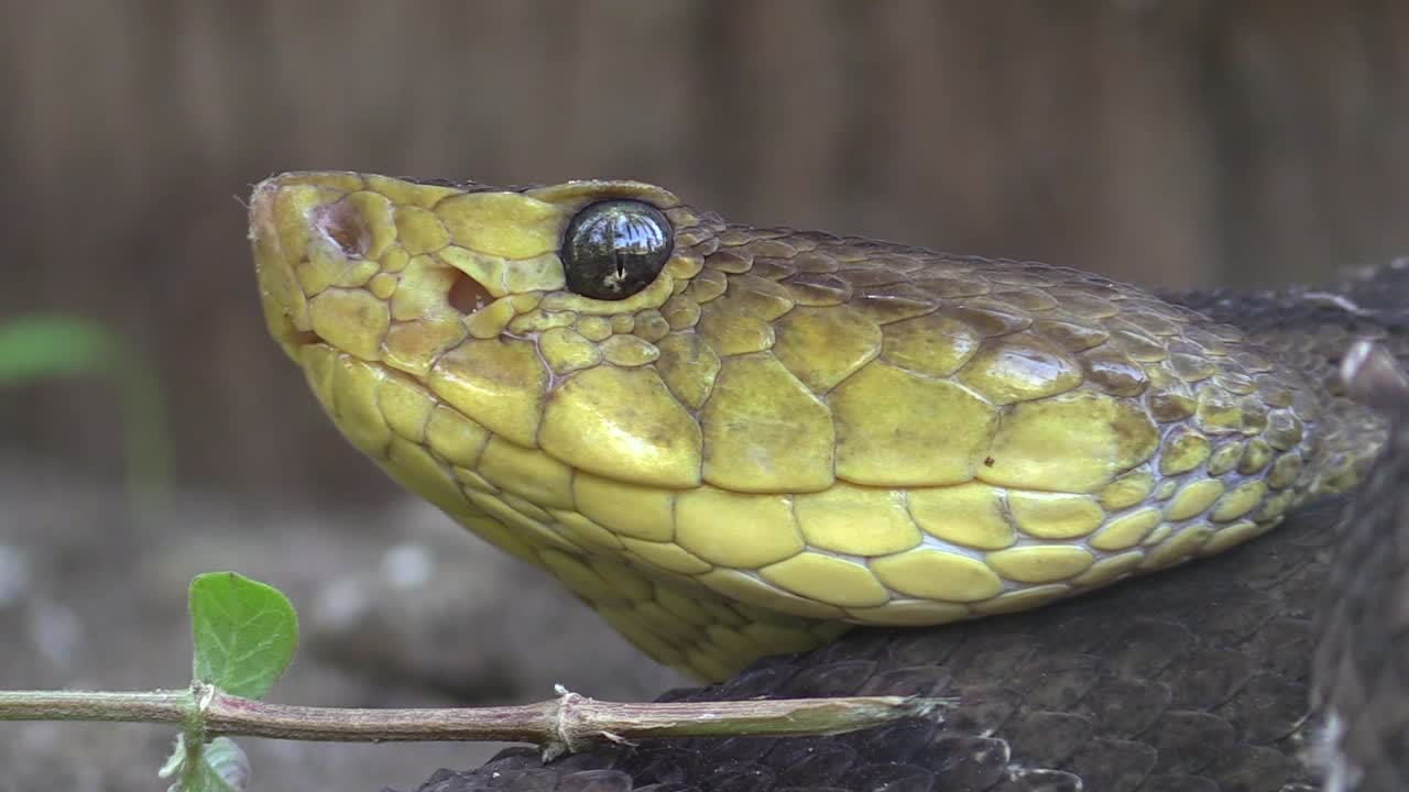 botrhops asper de cerca de la cabeza detalles de los termorreceptores, ojos, escamas, uxpanapa, veracruz, méxico