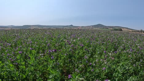 levante de amor y sentimientos en los campos