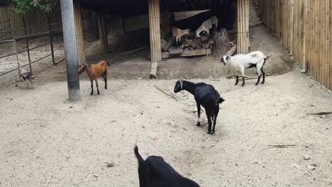 goats and turkeys in a zoo enclosure