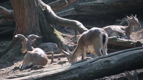 a group of goats are standing next to a tree in th 4k 2025 08 04 08 40 14 utc.mov | animal, animals, avian, beak