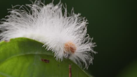 Flanellmottenraupe,-Die-Auf-Blatt-Kriecht