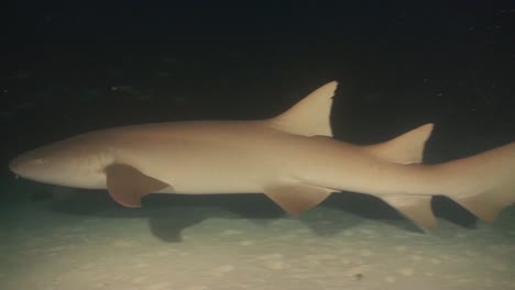 nurse shark swimming over sand at night in the maldives