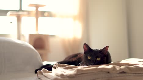 Gato-Soñoliento-En-El-Interior-De-Casa-Sentado-En-El-Sofá