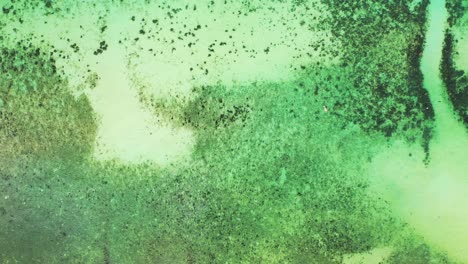 sea texture with abstract patterns of colorful coral reefs and pebbles on sea bottom near shore of tropical island in jamaica