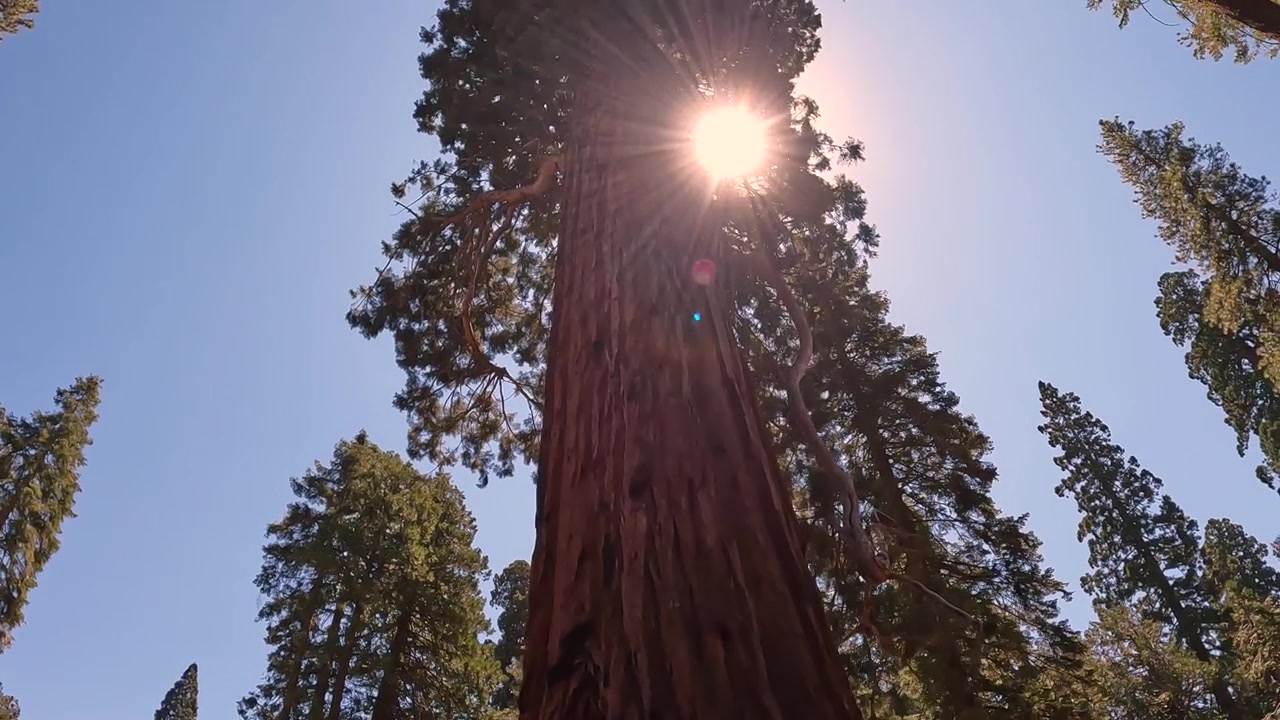 La telecamera si inclina verso l'alto su un enorme albero di sequoia gigante con il sole nella chioma