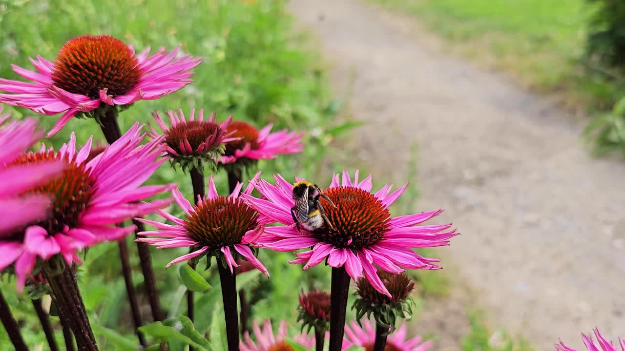 Bumblebee looking for pollen on a Rudbeckia in Menden Sauerland